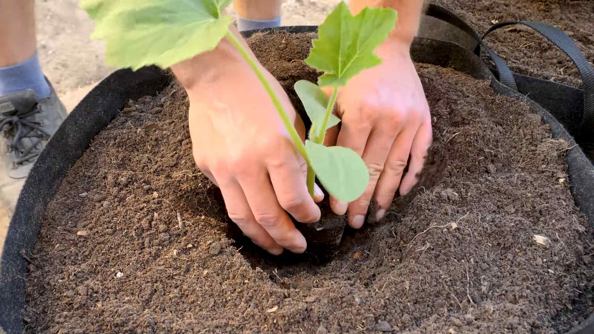 Sommer Kürbis im Eimer pflanzen