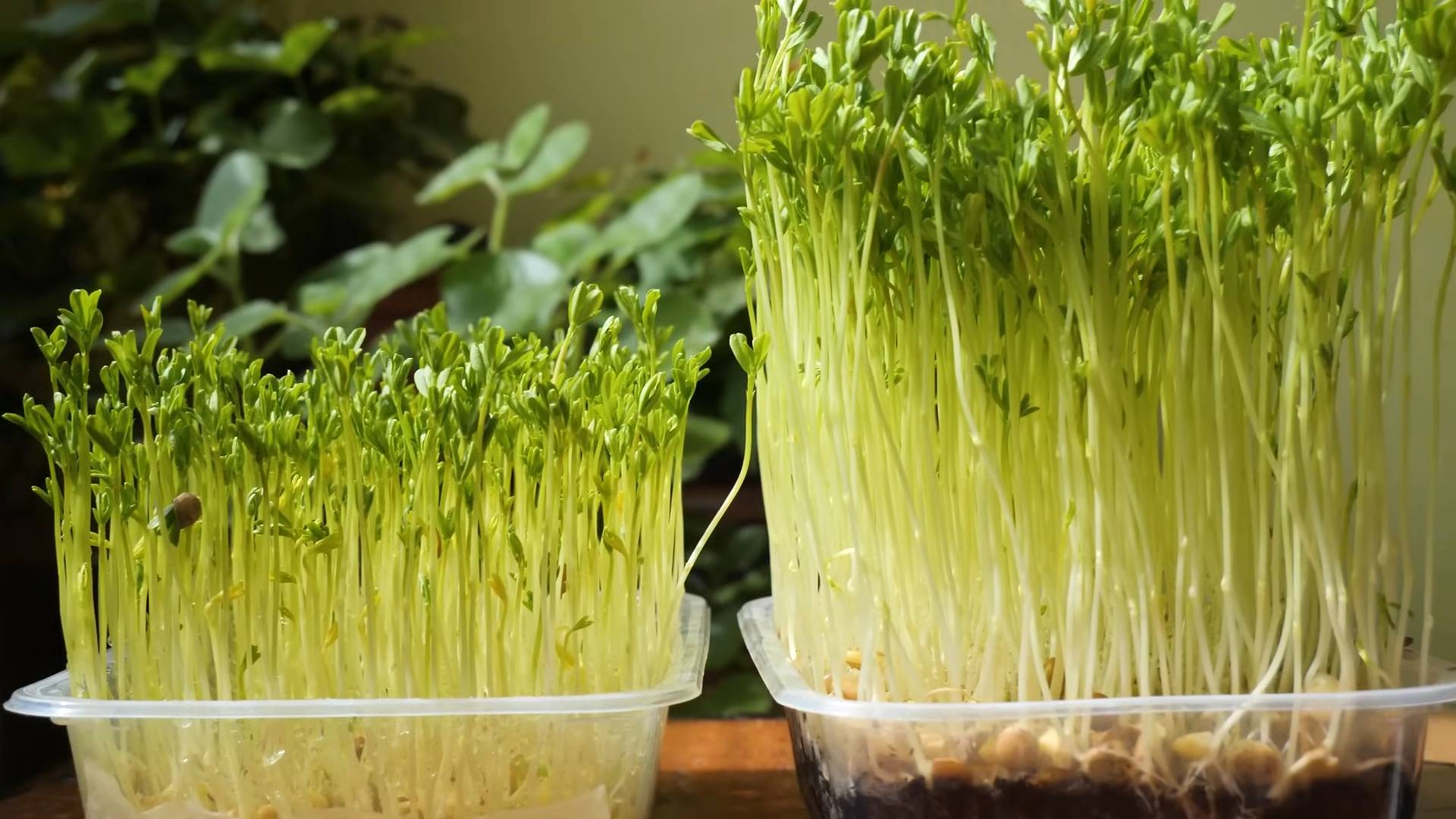 Microgreens anbauen Küche