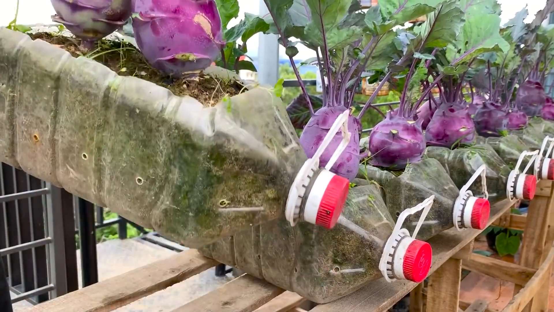 Lila Kohlrabi Anbau Terrasse