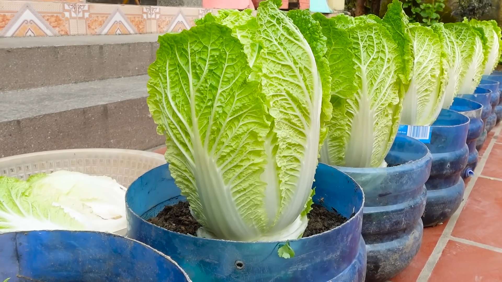 Napa Kohl im Garten anbauen