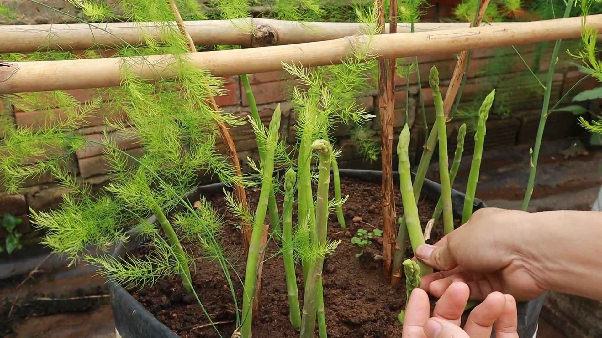 Spargel anbauen im eigenen Garten