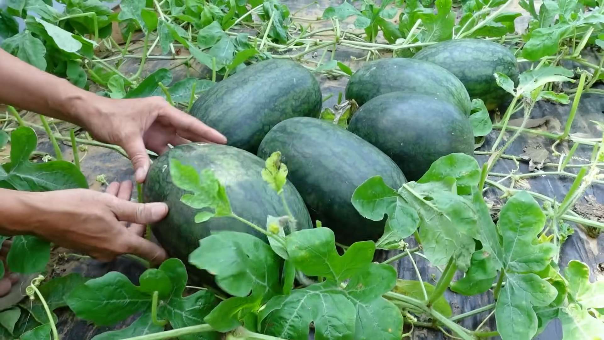 Wassermelonen Anbau im Garten