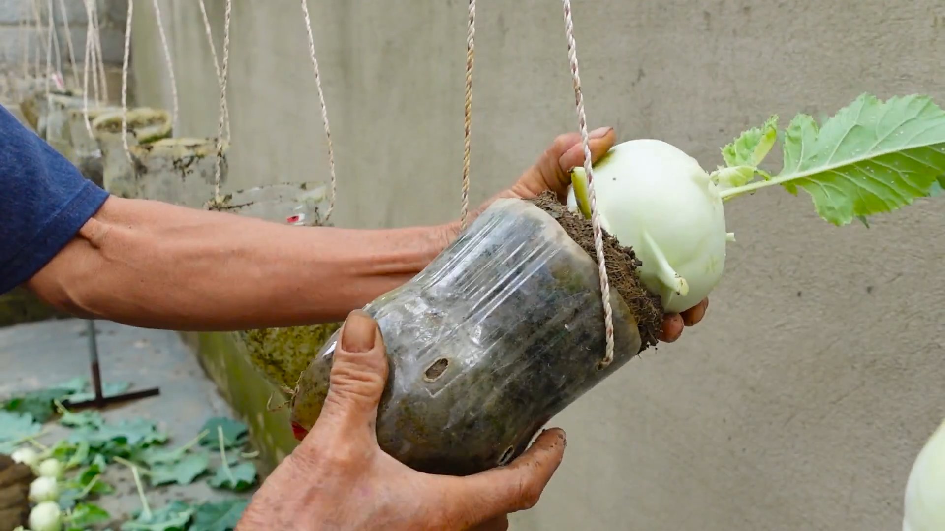Kohlrabi Anbautipps für hohe Erträge