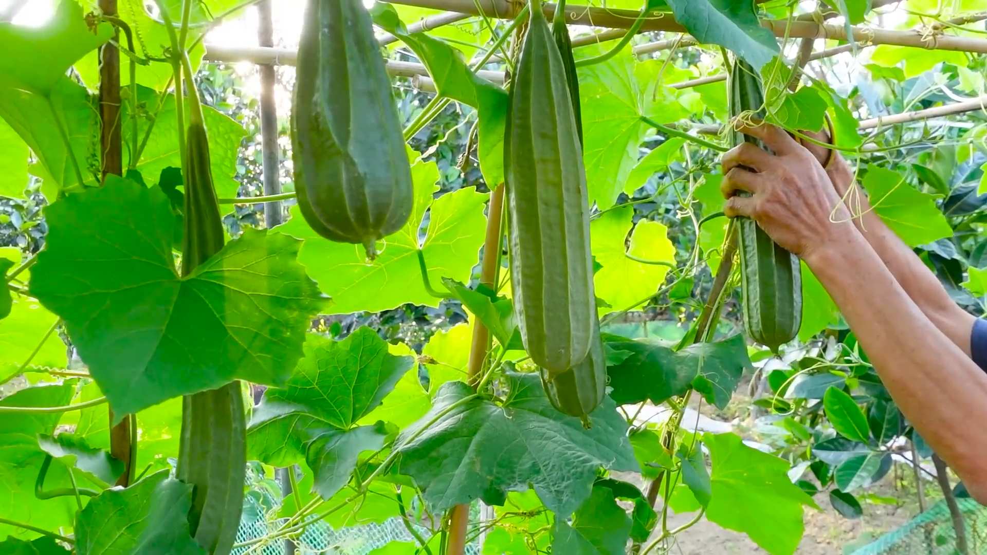 Luffa Gurke selbst anbauen