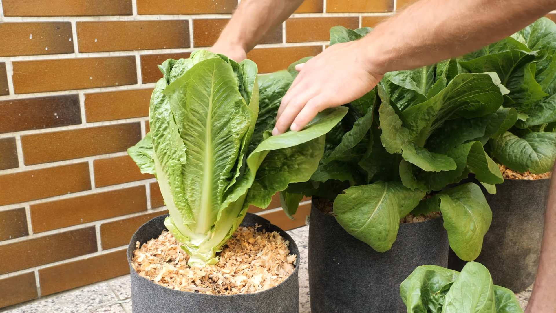 Romana Salat Anbauen Zuhause