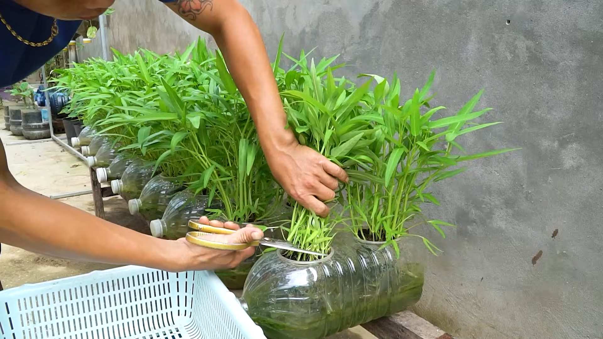 Wasserspinat Anbau Plastikflaschen