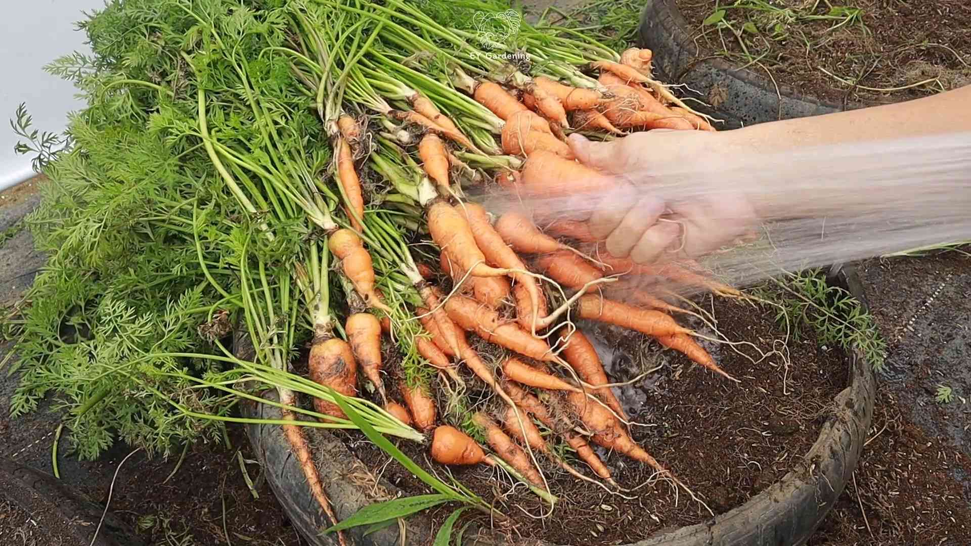 Mini Karotten anbauen ohne Garten