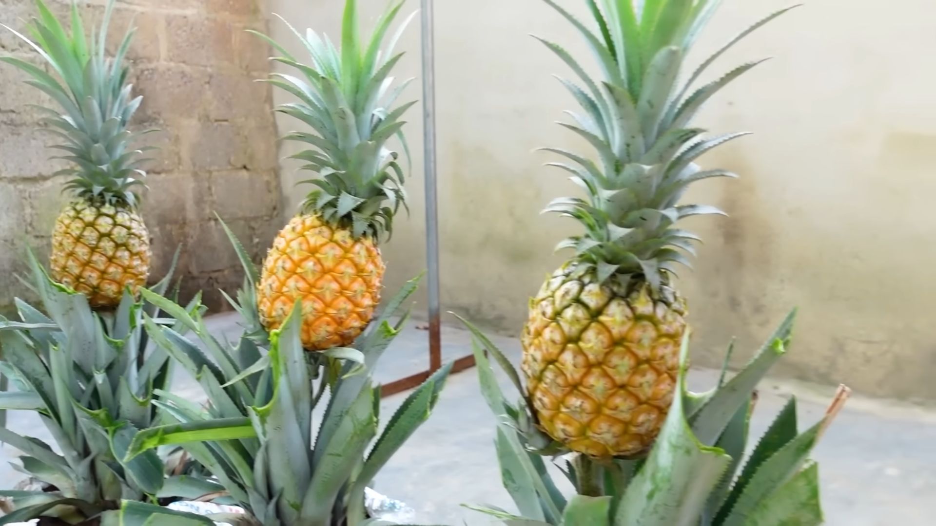 Ananas anbauen einfach schnell