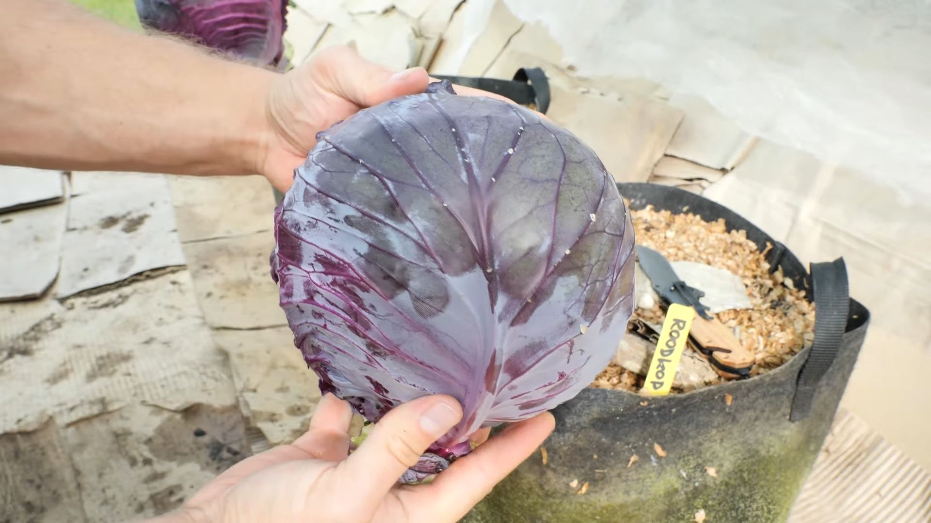 Rotkohl Anbau zu Hause