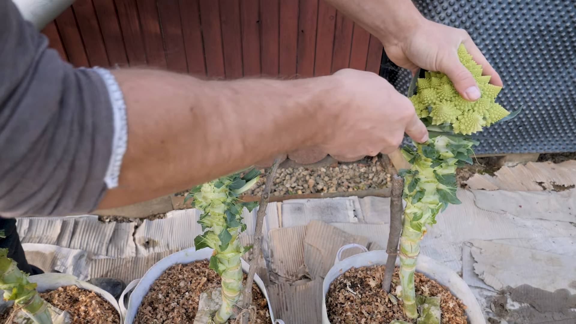 Romanesco Anbau zu Hause