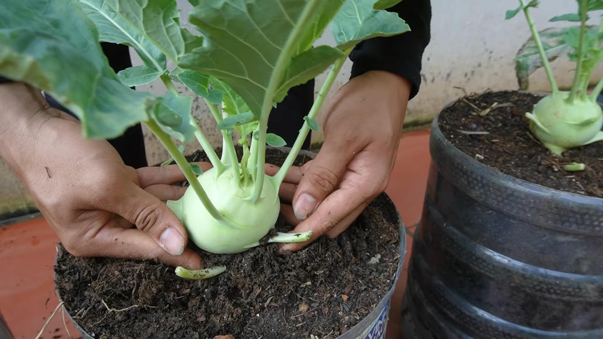 Kohlrabi ernten kleiner Garten