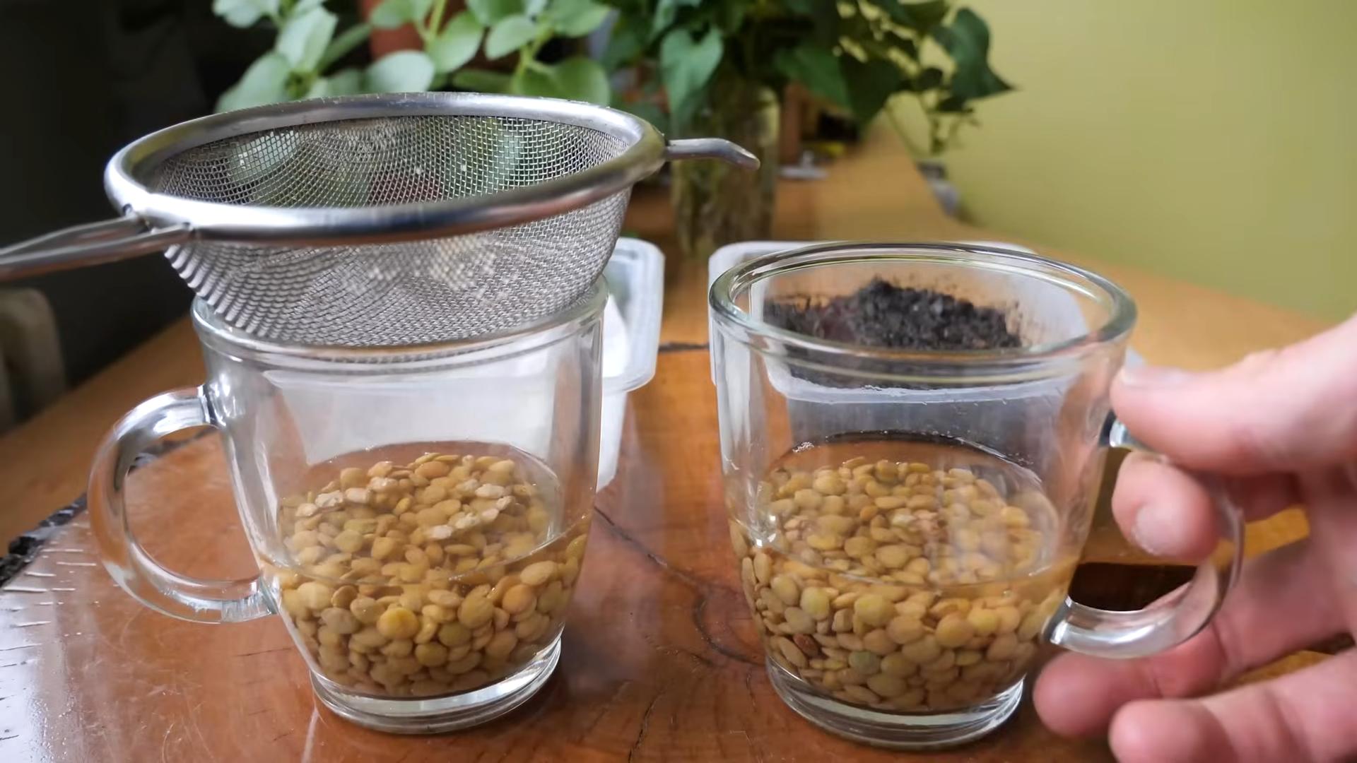 Microgreens anbauen Küche