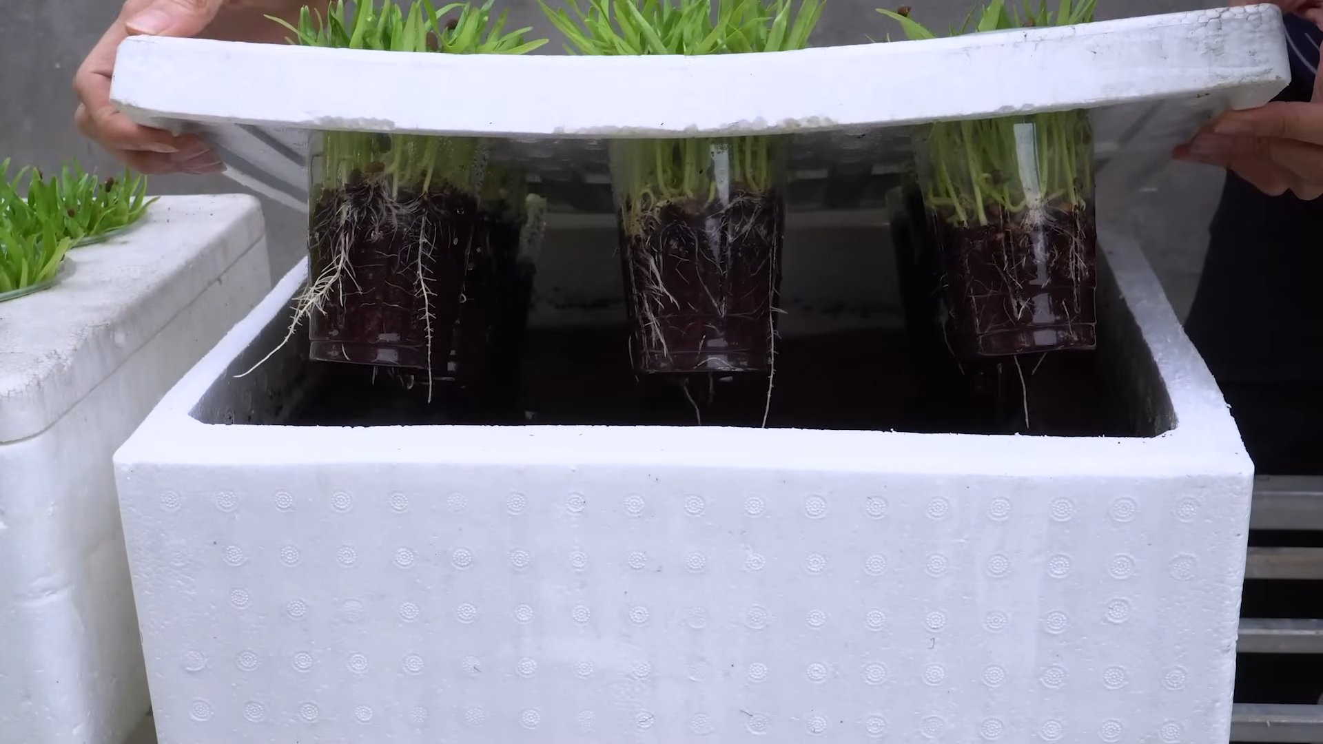 Wasserspinat Anbau Schnell Einfach
