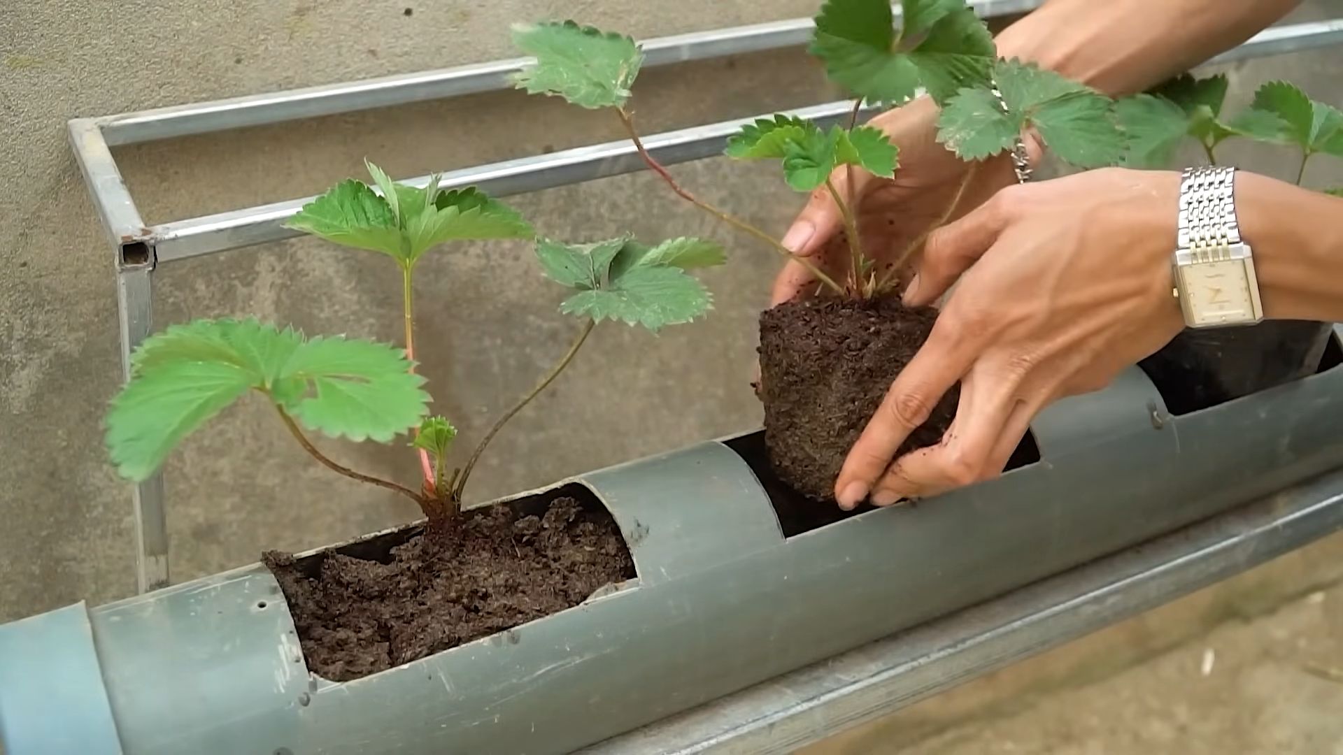 Erdbeeren ohne Gießen anbauen
