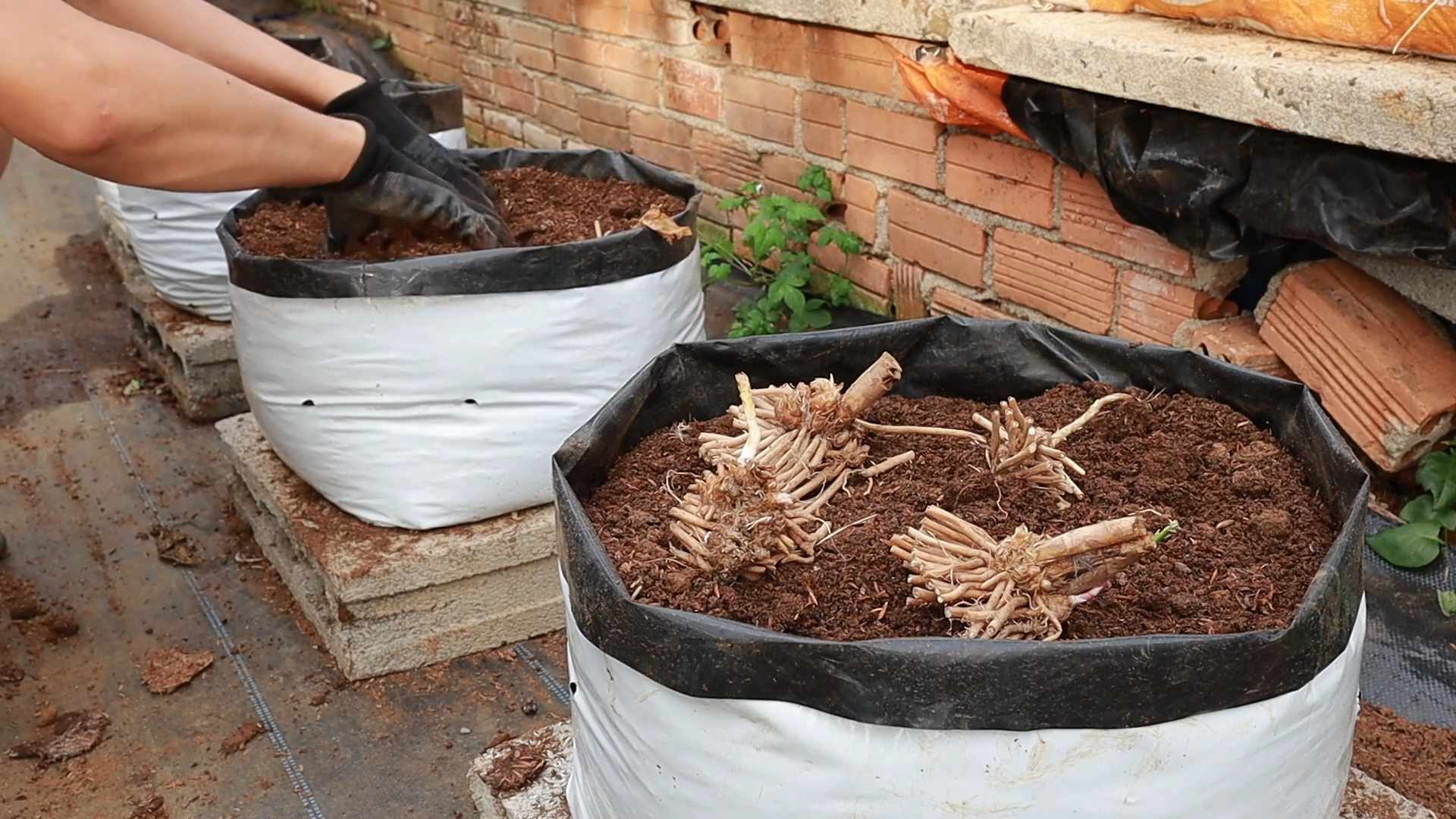 Spargel anbauen im eigenen Garten