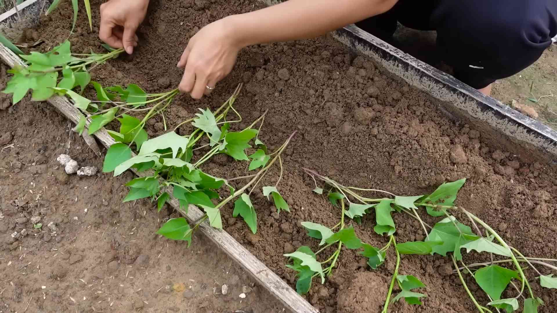 Süßkartoffeln anpflanzen Anleitung