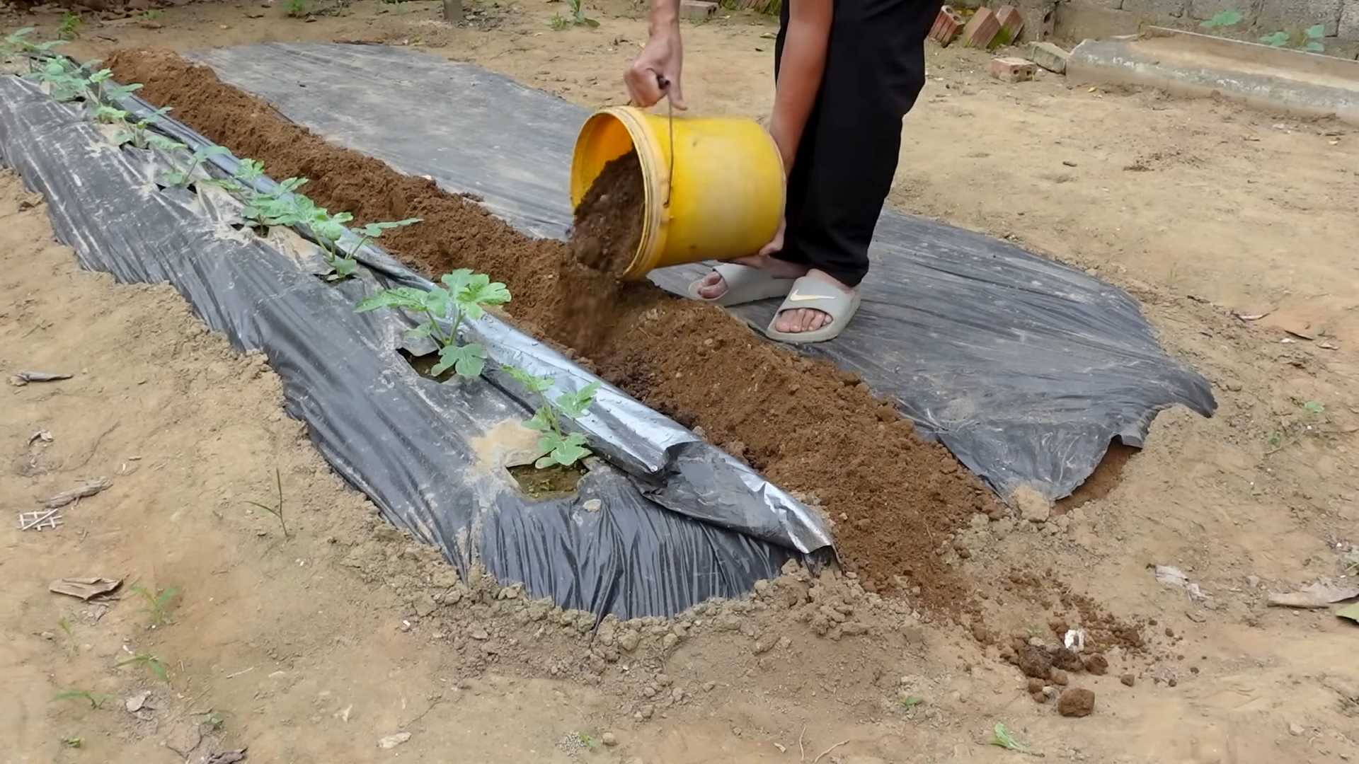 Wassermelonen Anbau im Garten