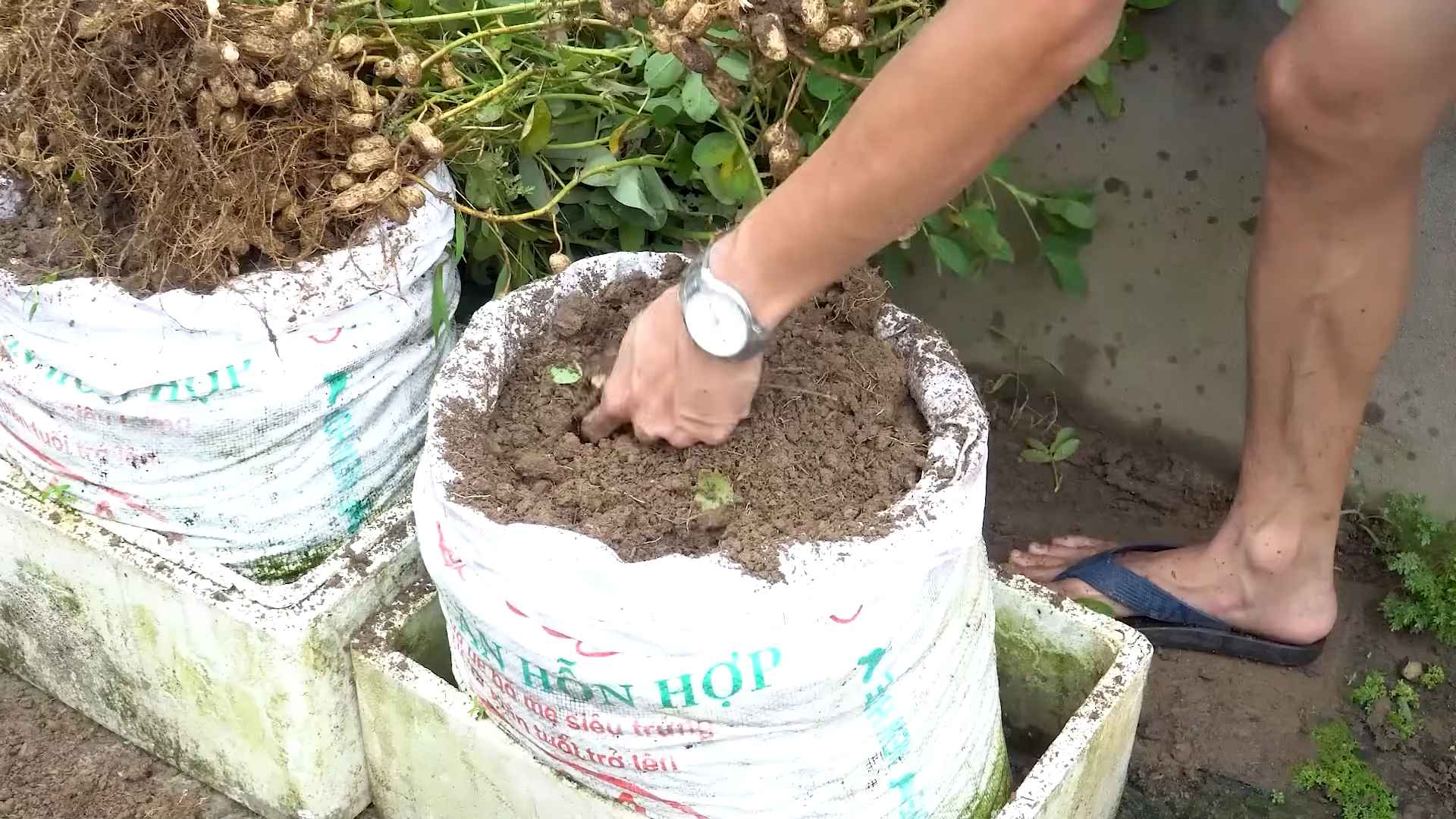 Erdnusssack Garten DIY