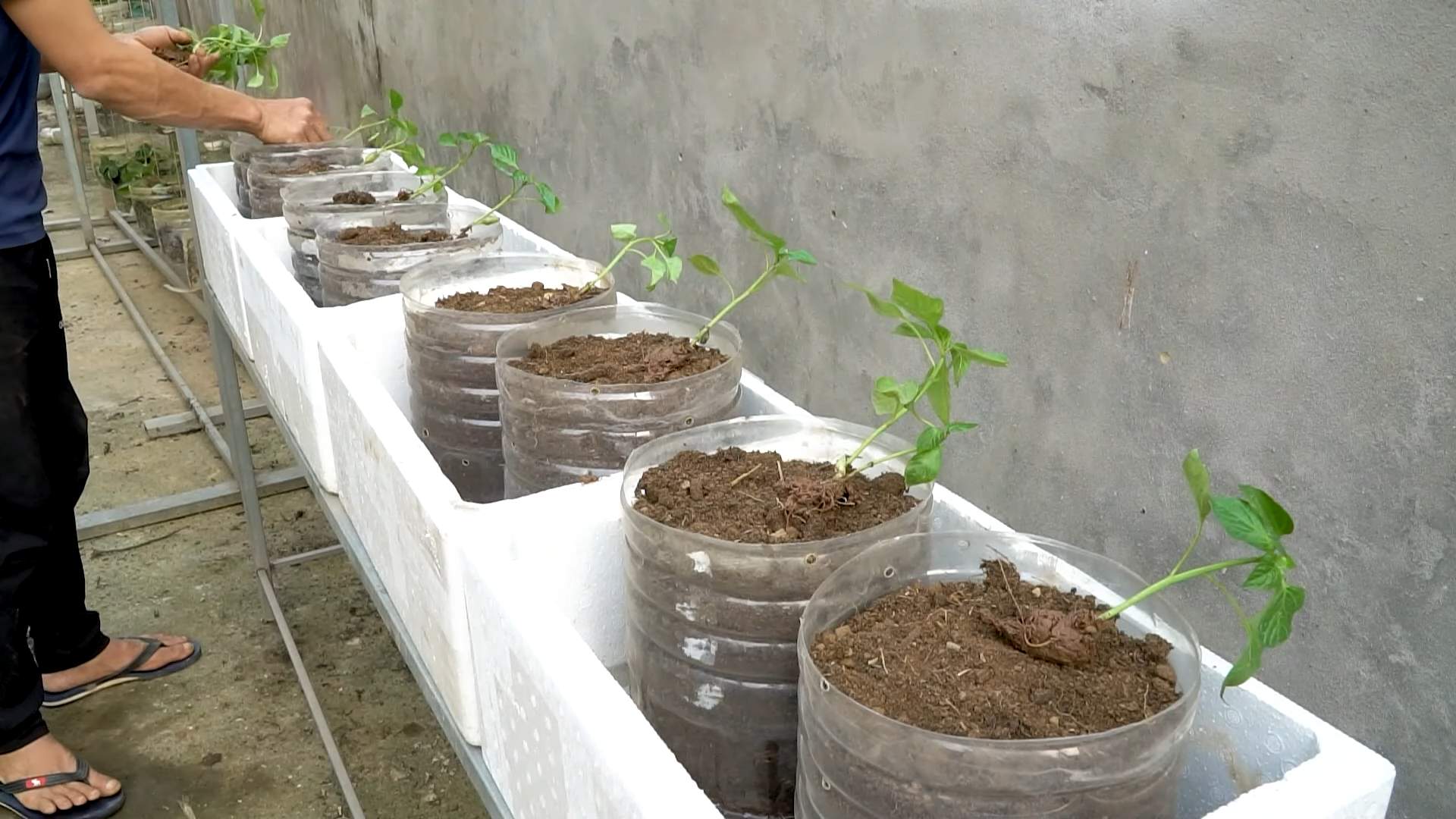 Paprika Anbaumethode Selber Machen