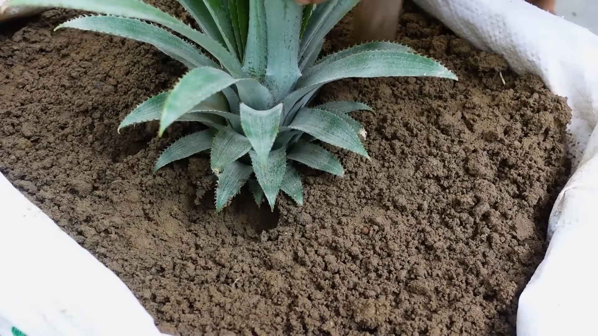 Ananas anbauen einfach schnell