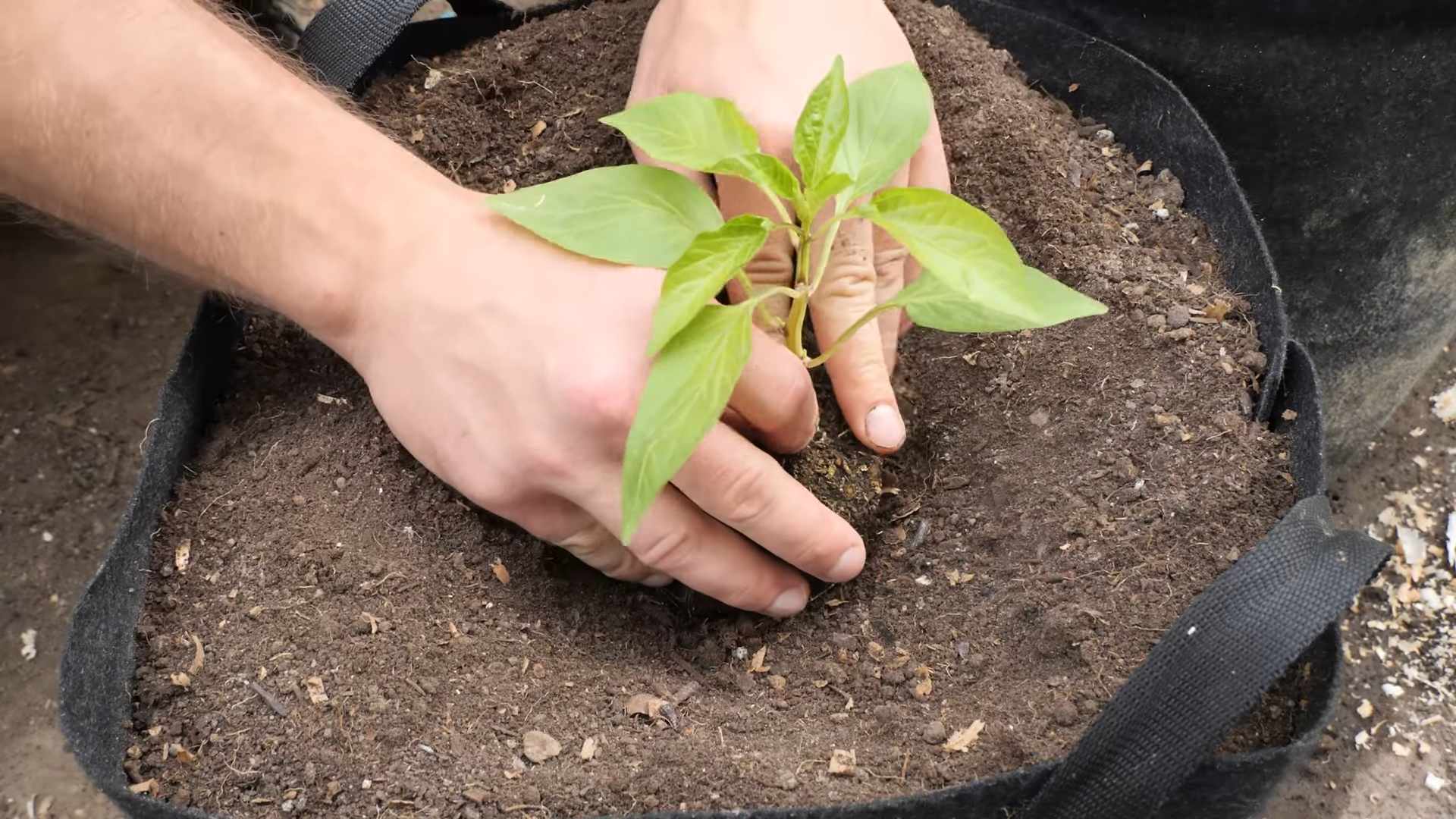 Pfeffer Anbau im Topf