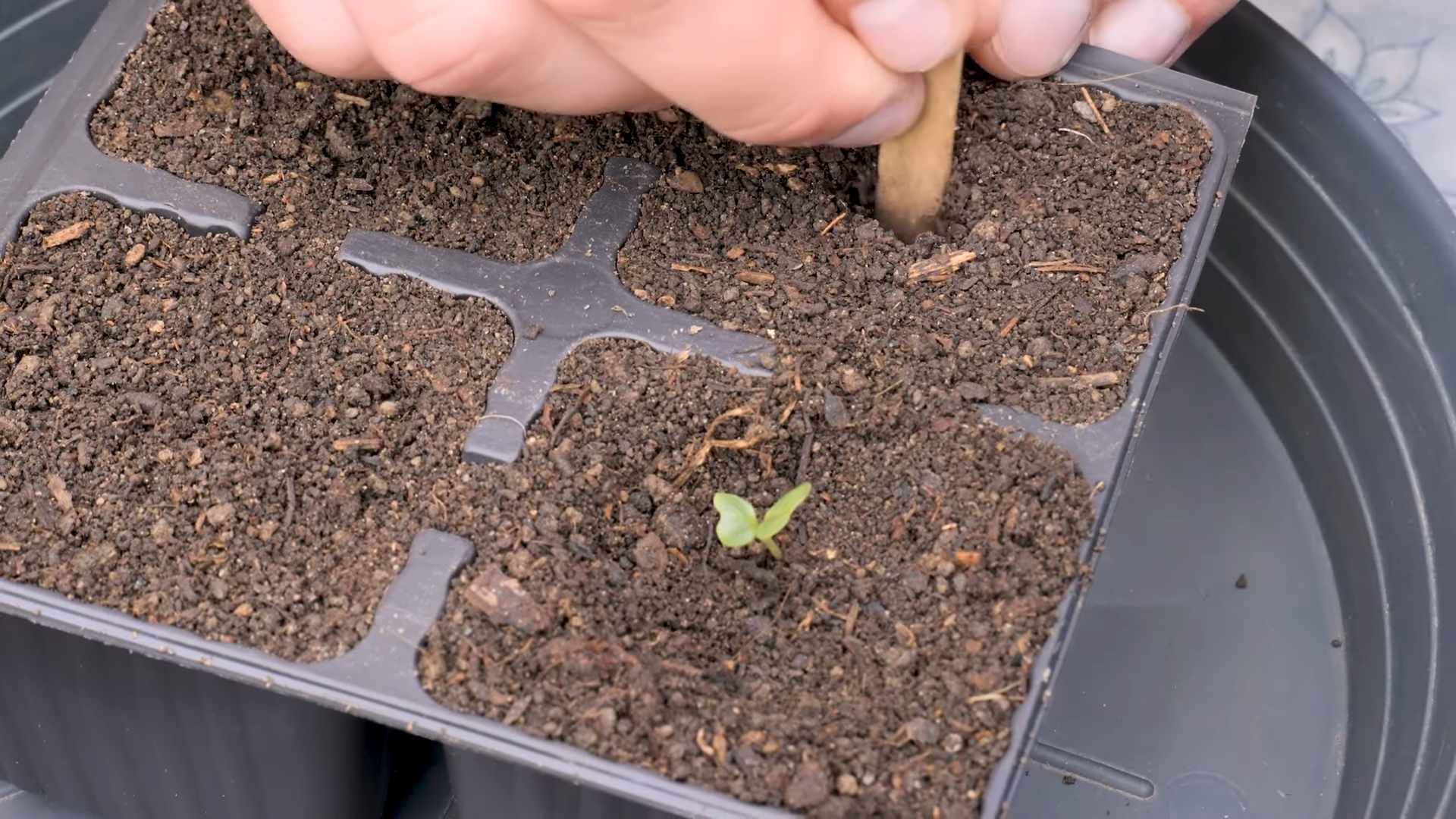 Romanesco Anbau zu Hause