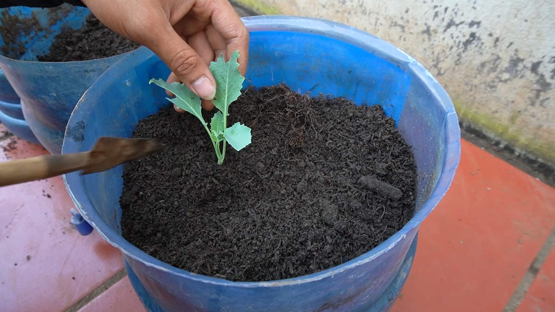 Kohlrabi ernten kleiner Garten