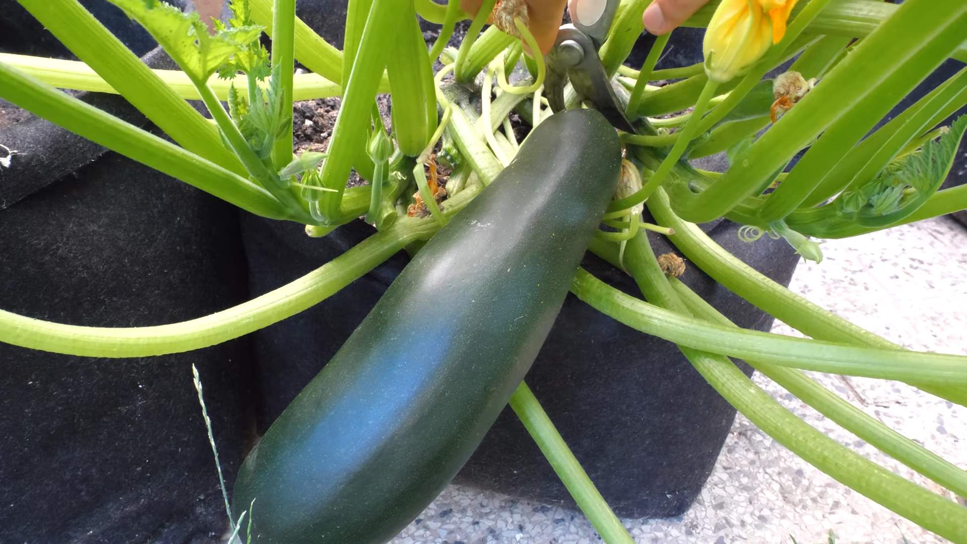 Zucchini anbauen zu Hause
