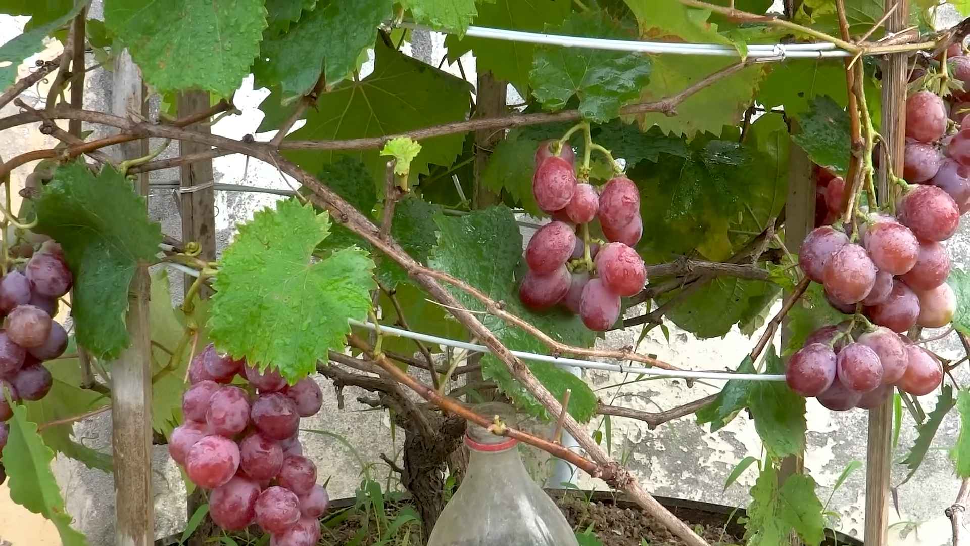 Reifen Gartenbau Trauben