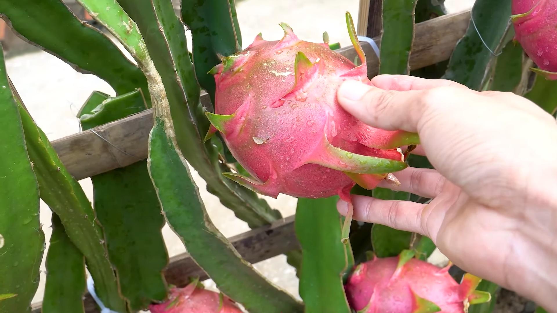 Rote Drachenfrucht ziehen
