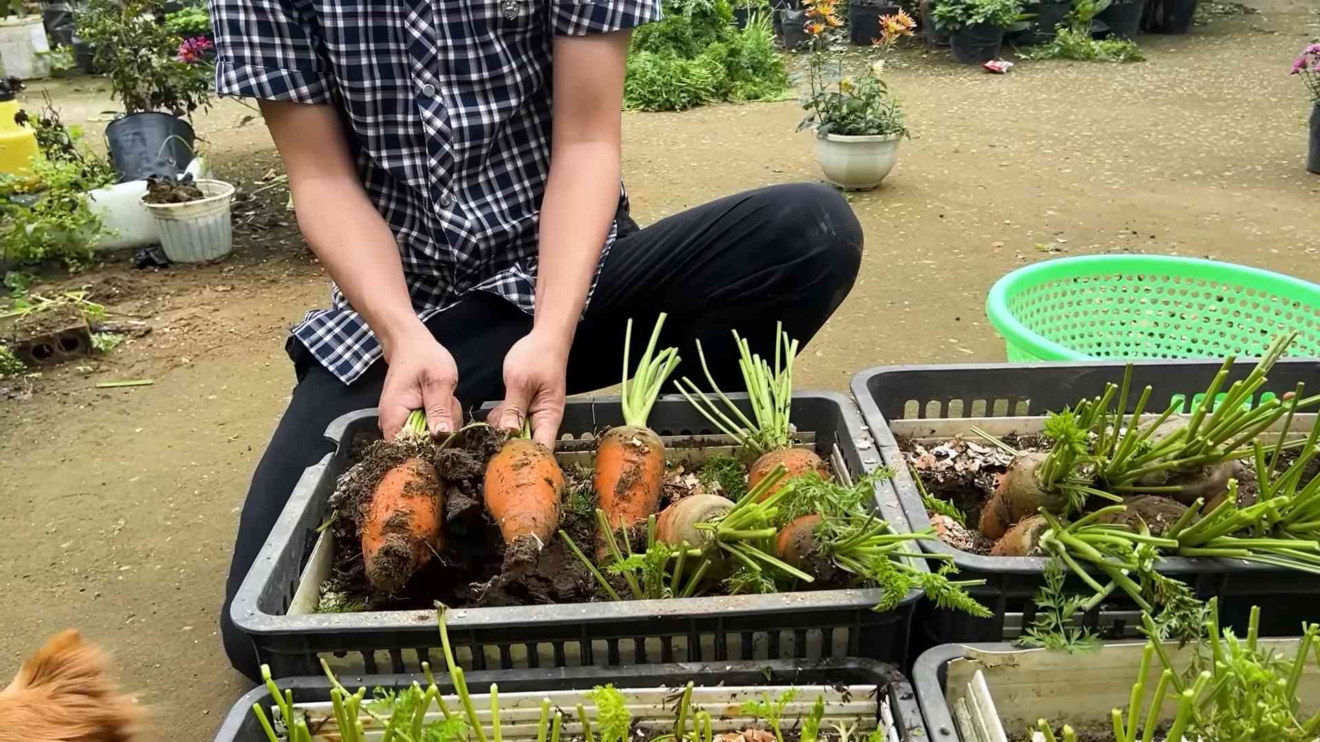 Karotten ernten ohne Garten