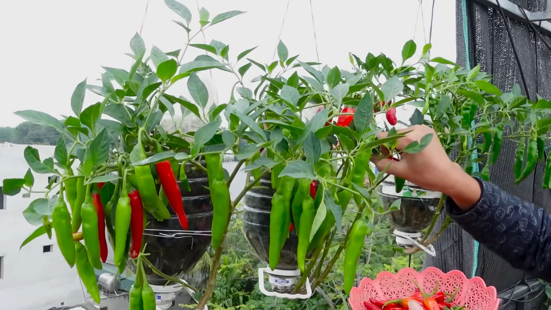 Chilischoten Plastikflasche Pflanzen