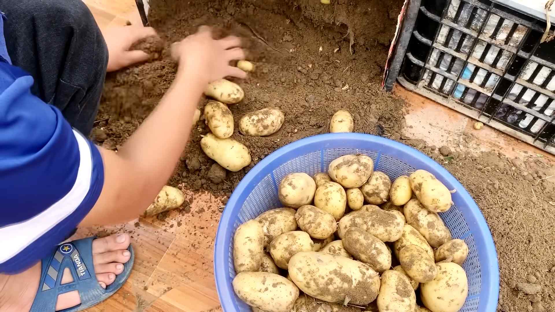 Kartoffeln auf der Terrasse anbauen