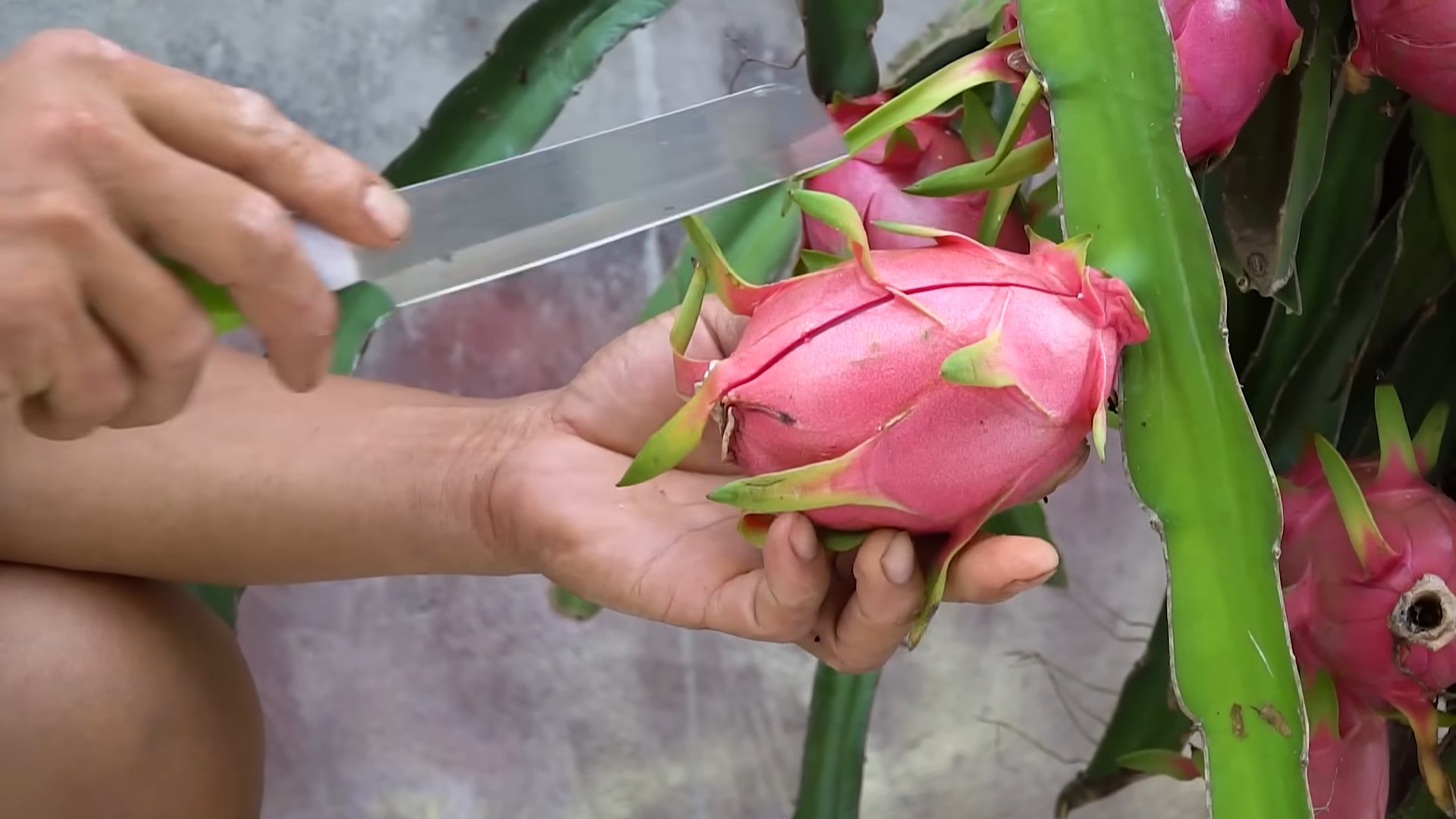 Drachenfrucht anbauen zu Hause