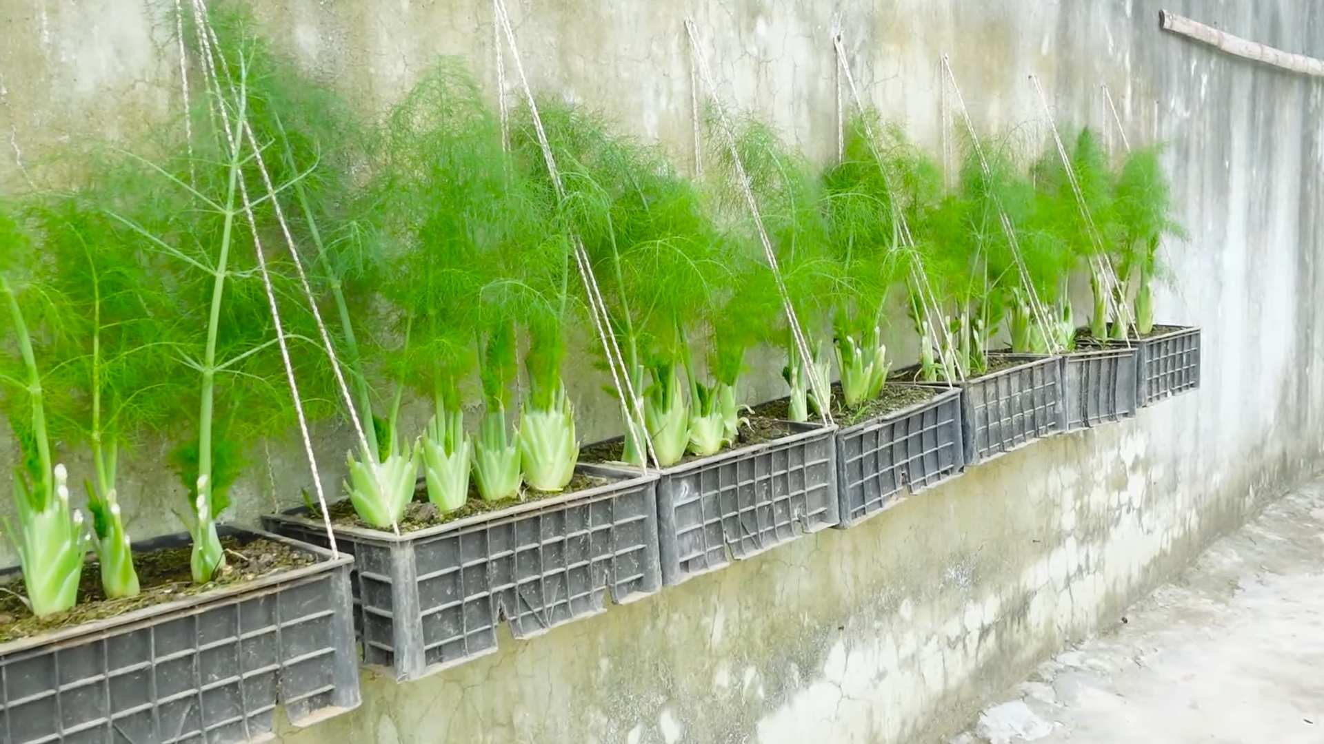 Dill Indoor Anbauen