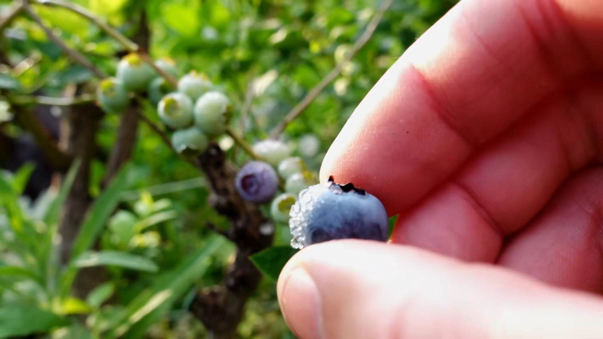 Blaubeeren pflanzen Anleitung
