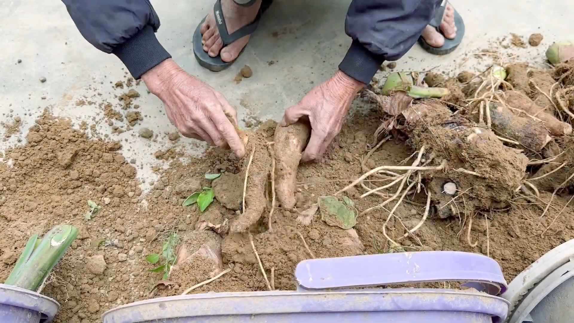 Taro Anbau Schritt für Schritt