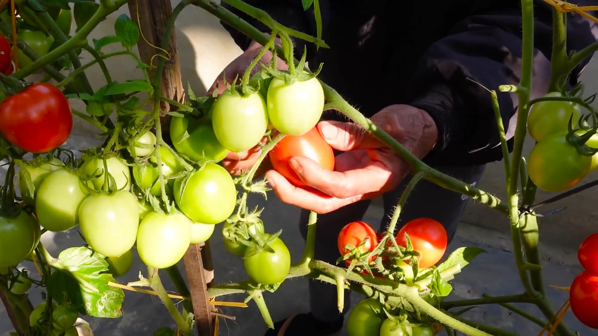 Tomaten Garten Selber Machen