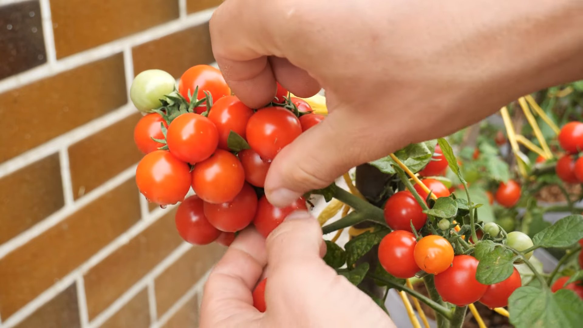 Kirschtomaten Anbau Zuhause