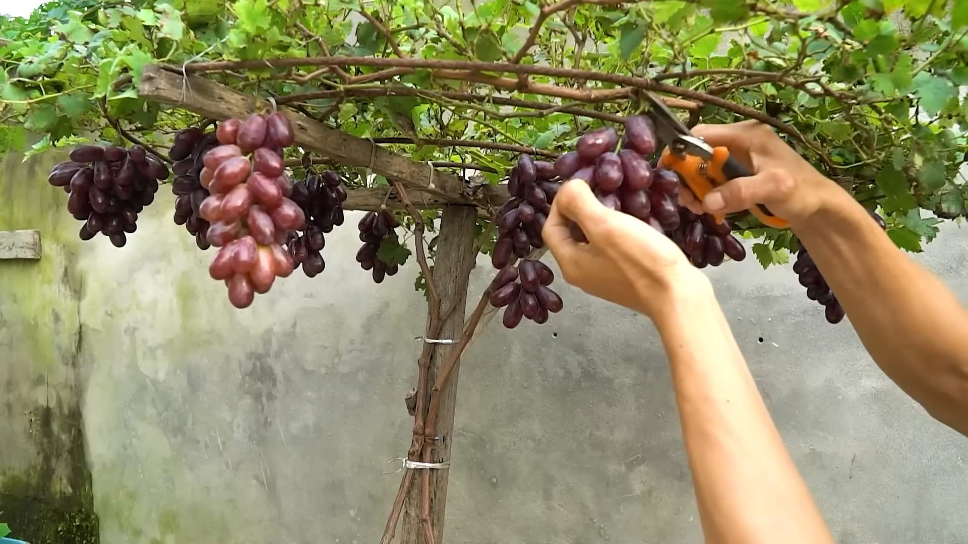 Weinreben selber ziehen
