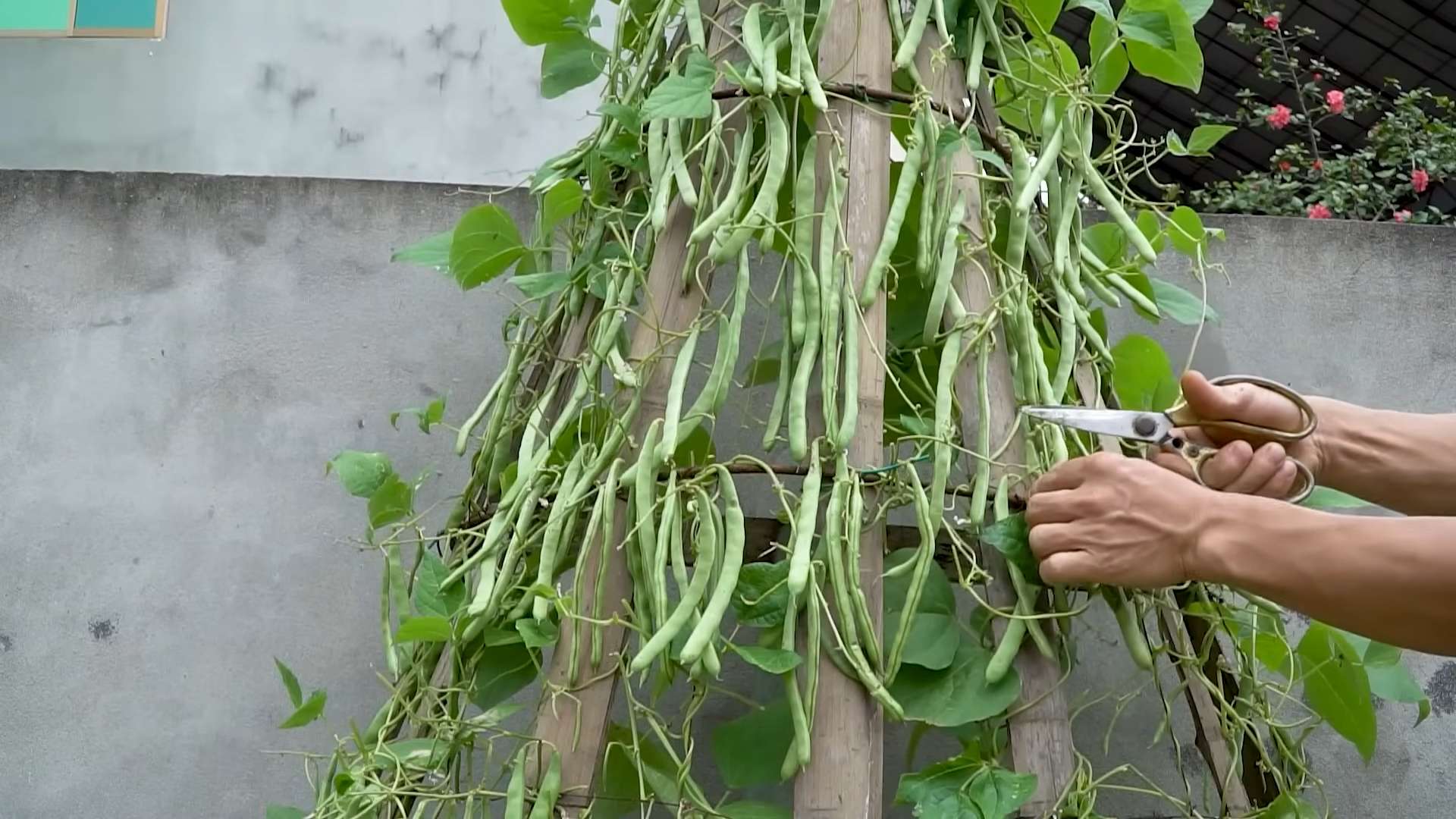 Lange Bohnen selbst anbauen