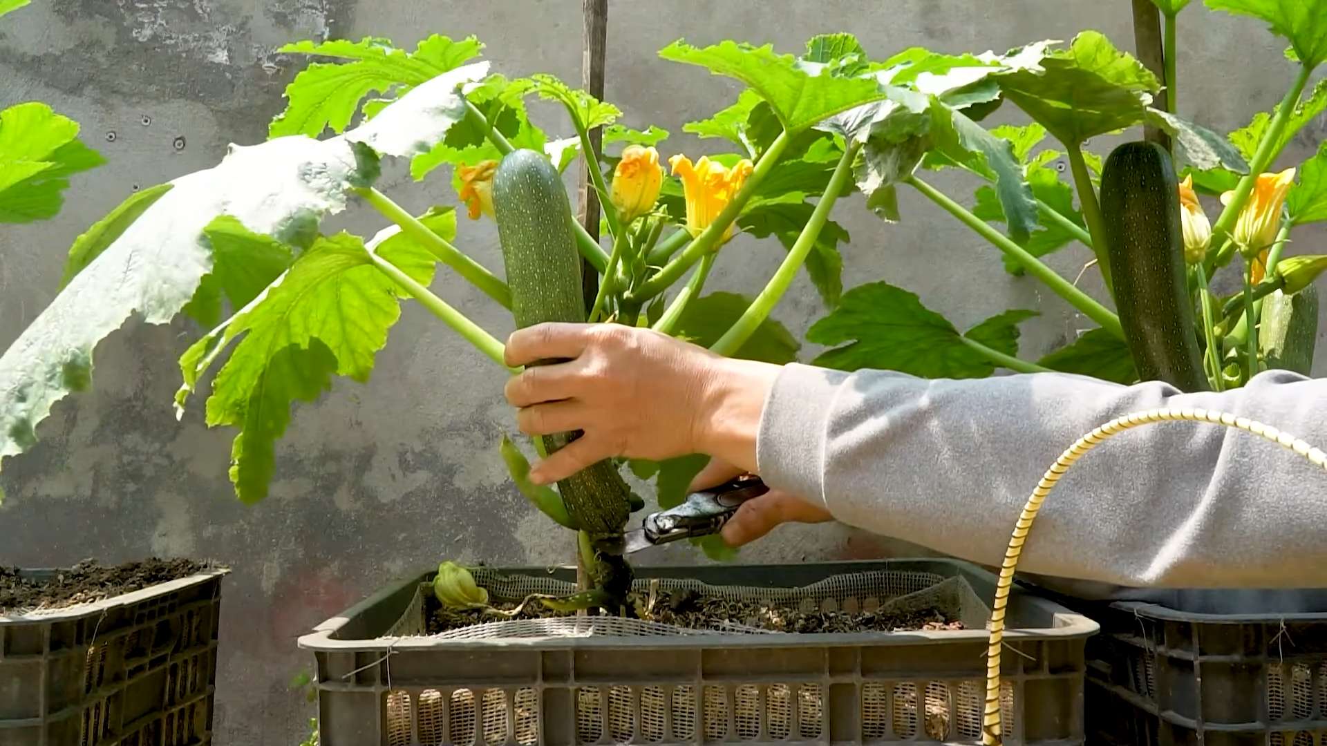 Zucchini Anbau Selten Einfach
