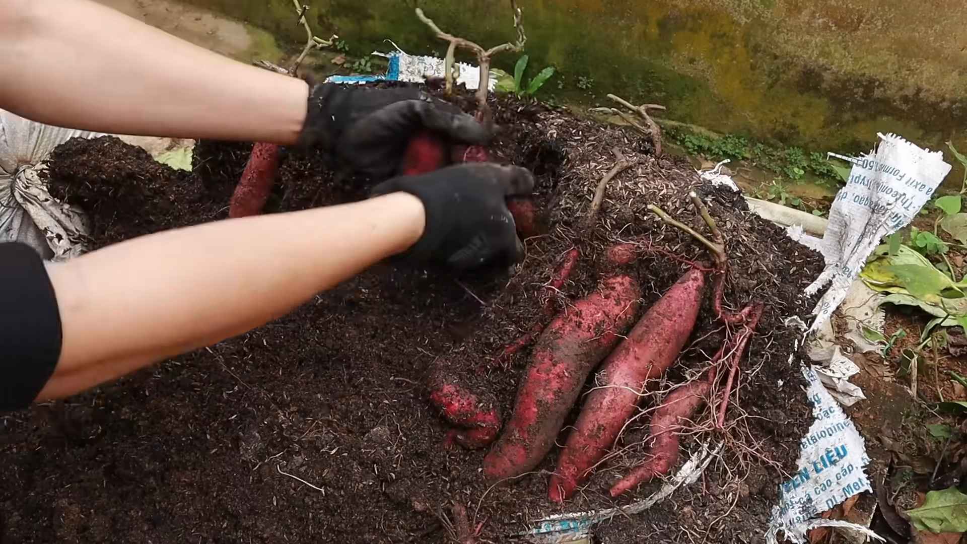 Süßkartoffeln im Topfgarten anbauen