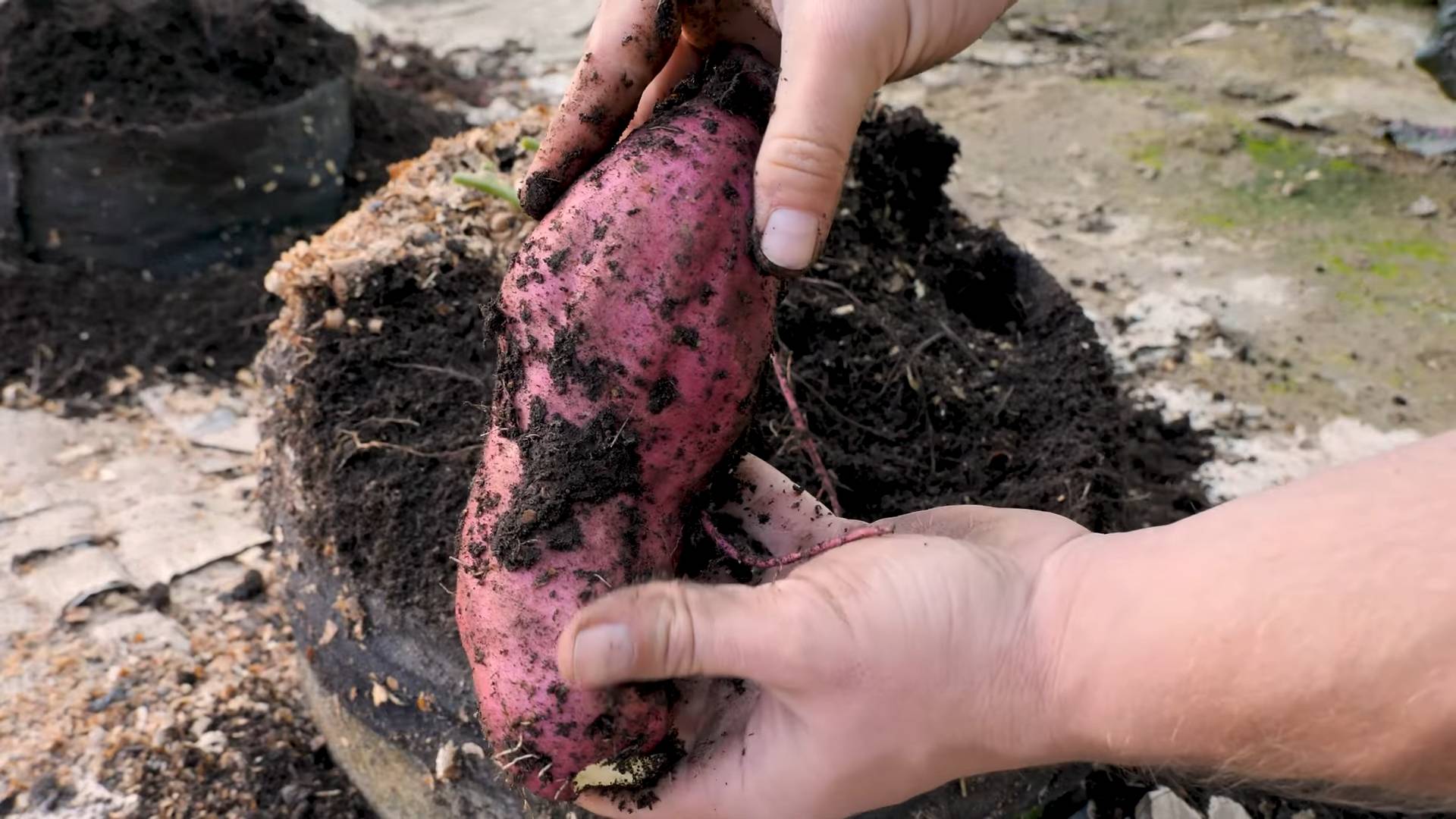 Süßkartoffeln anbauen Trick