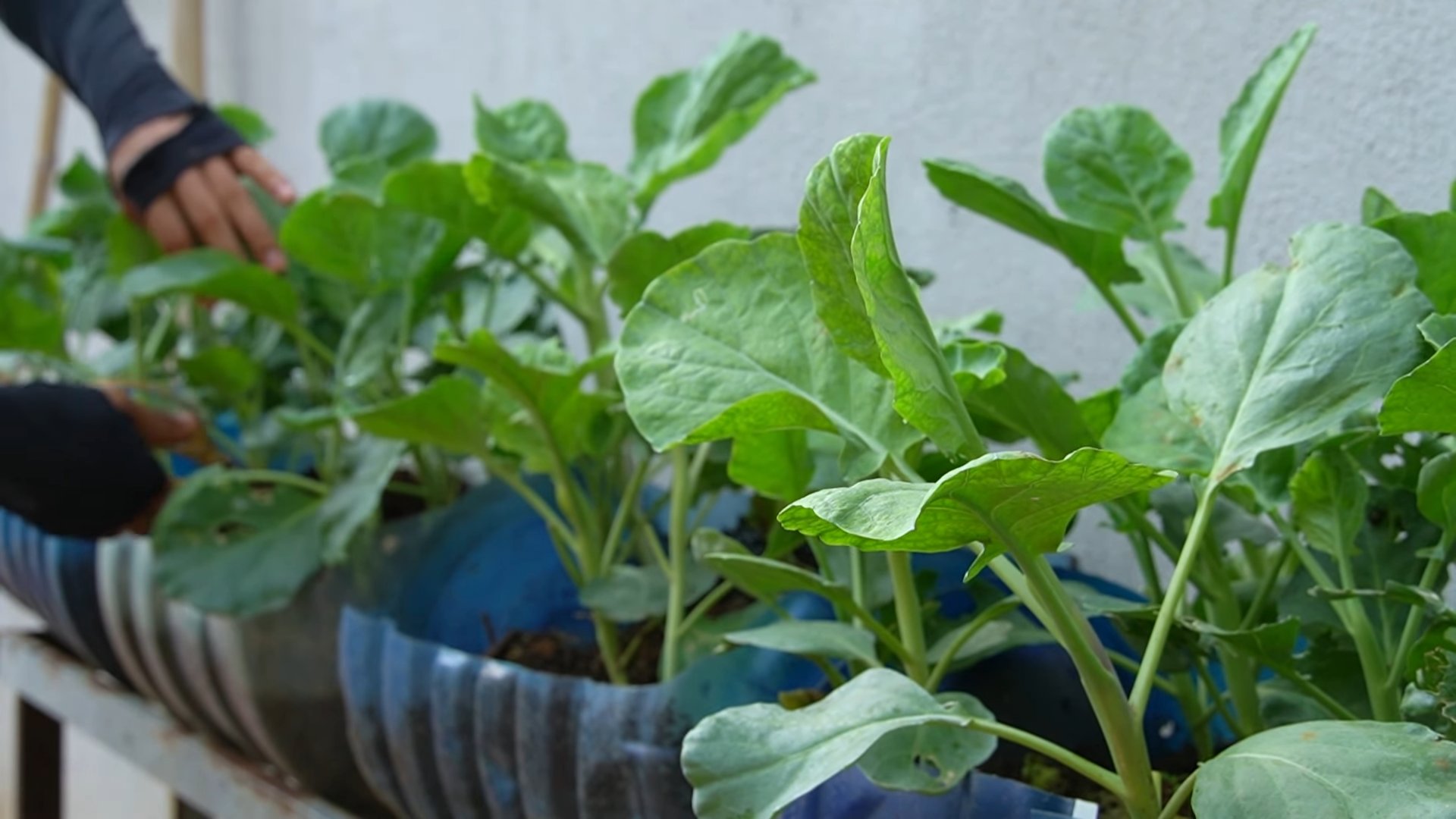 Riesenkohlrabi selber ziehen
