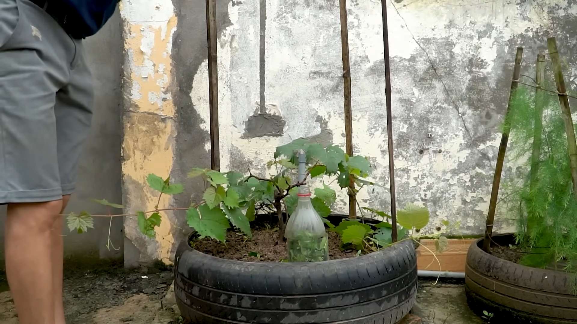 Reifen Gartenbau Trauben