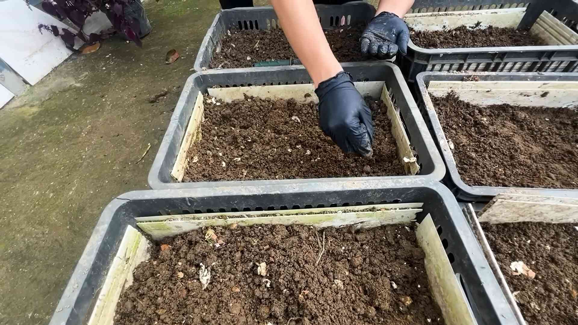 Karotten ernten ohne Garten