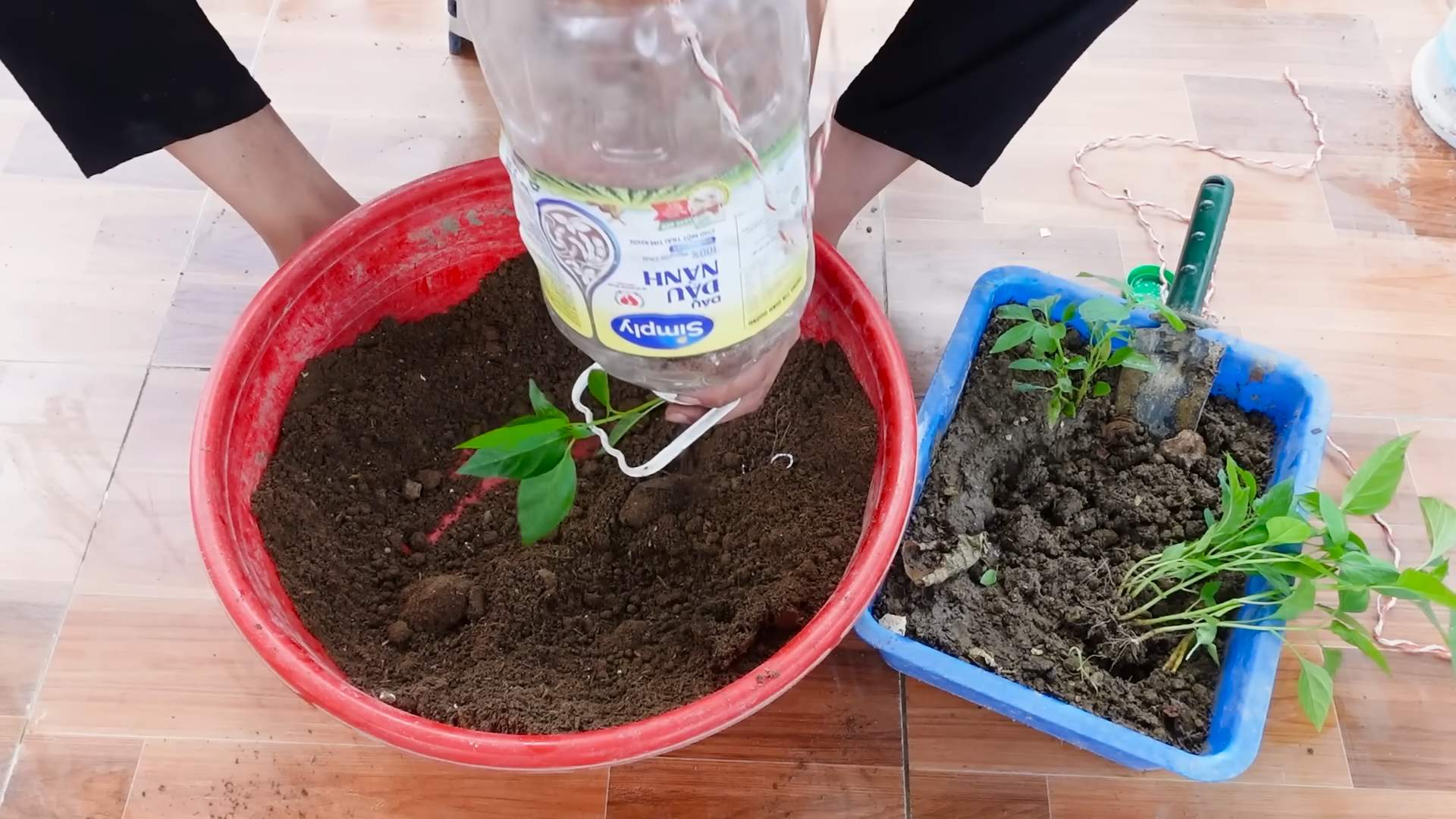 Chilischoten Plastikflasche Pflanzen