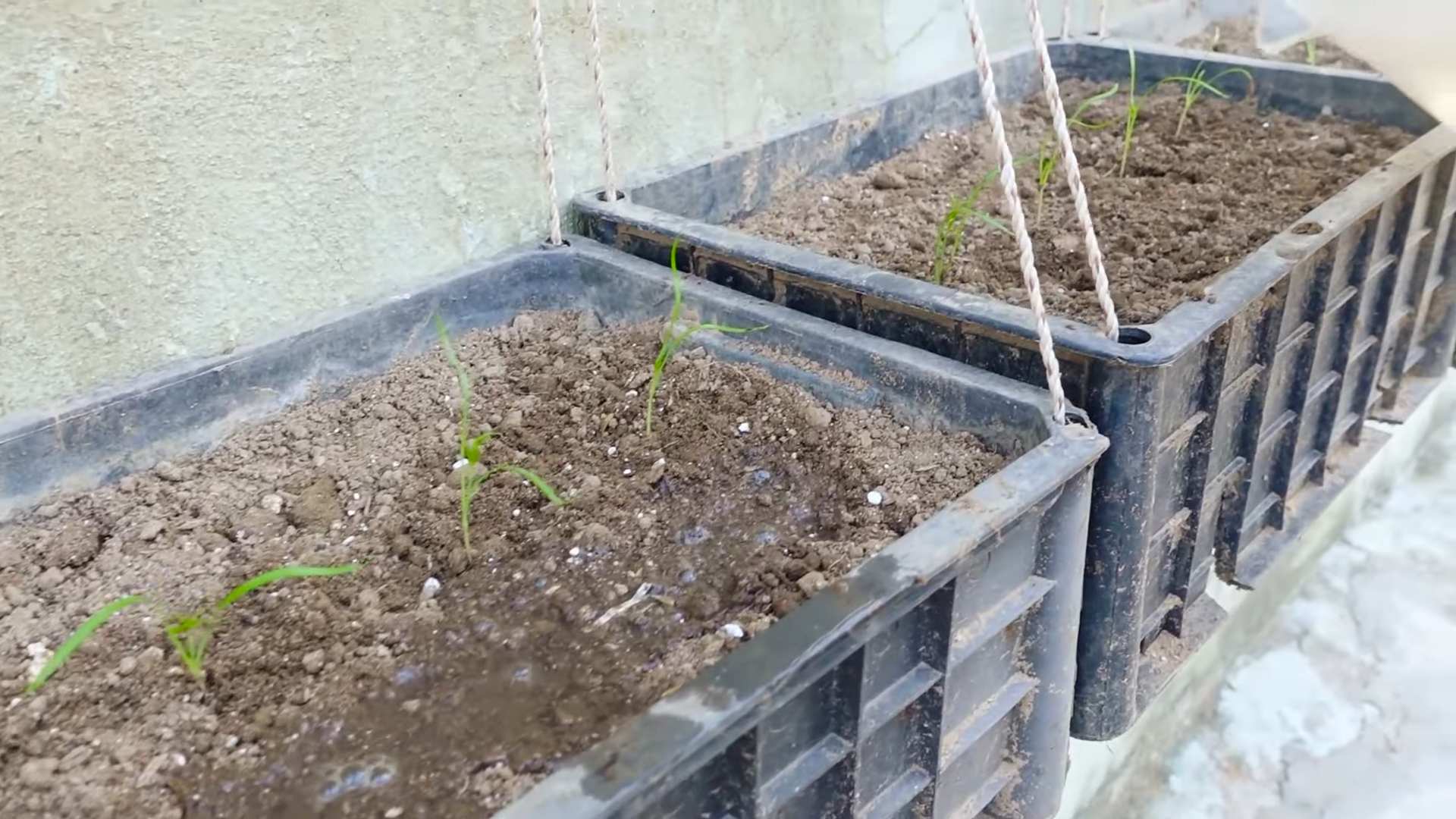 Dill Indoor Anbauen