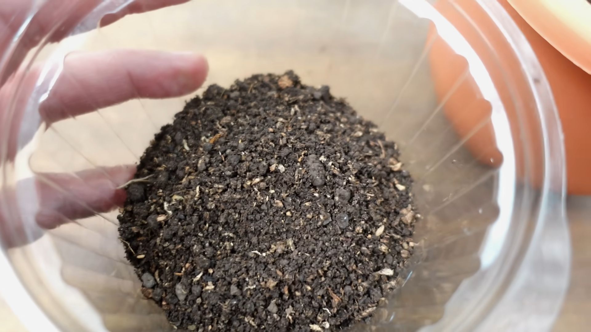 Blaubeeren pflanzen Anleitung